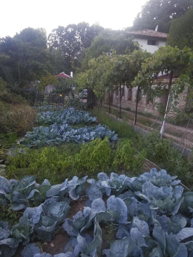 Villa Nasco Złote Piaski Zewnętrze zdjęcie